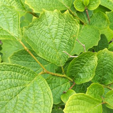 Storaksi - Styrax shiraiana