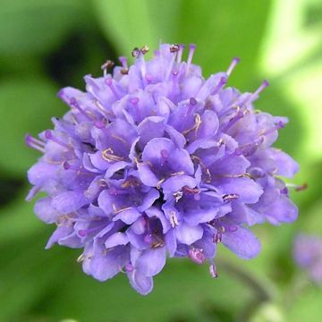 Purtojuuri - Succisa pratensis