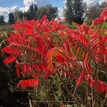 Samettisumakki - Rhus typhina