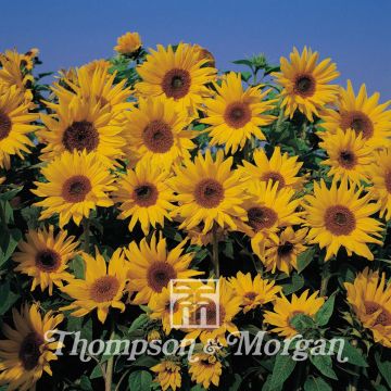 Isoauringonkukka Dwarf Yellow Spray (siemenet)