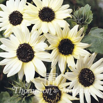 Isoauringonkukka Italian White (siemenet)
