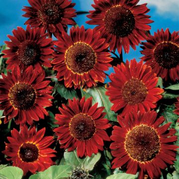Isoauringonkukka Sunflower ruby sunset (siemenet)