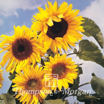 Isoauringonkukka Russian Giant (siemenet)