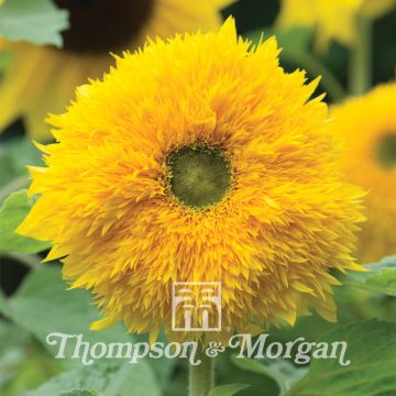 Isoauringonkukka Sunshots Golds Mixed (siemenet)