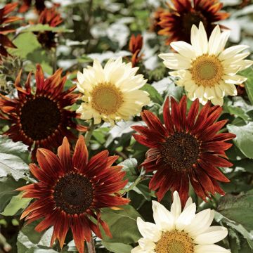 Isoauringonkukka Sunflower total eclipse (siemenet)