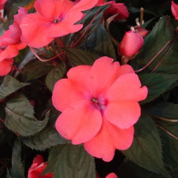 Ahkeraliisa Sunpatiens Compact Hot Coral