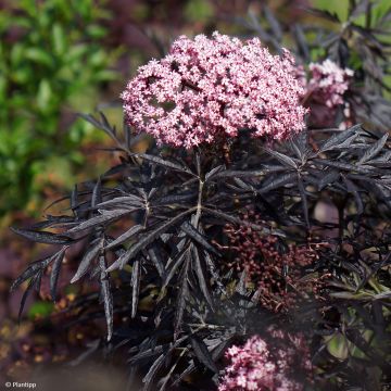 Mustaselja Cherry Lace
