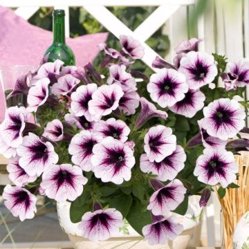 Tarhapetunia Cassis Patio