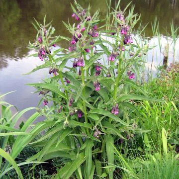 Rohtoraunioyrtti - Symphytum officinale