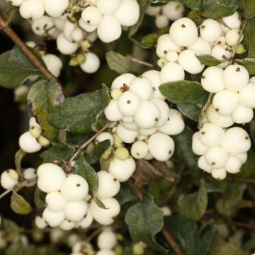 Lumimarja - Symphoricarpos oreophilus