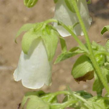 Kaukasiankellokki - Symphyandra pendula
