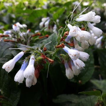 Raunioyrtti Hidcote Blue