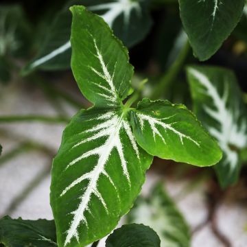 Kultakorva - Syngonium wendlandii