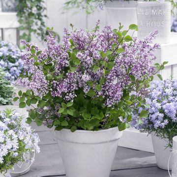 Pikkusyreeni Flowerfesta Purple