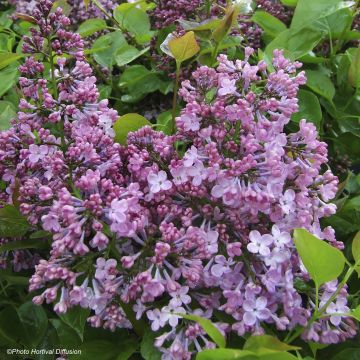 Risteymäsyreeni Maiden's Blush