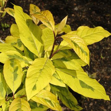 Himalajansyreeni aureovariegata