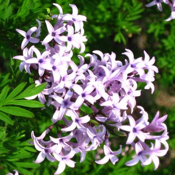 Persiansyreeni var. Laciniata