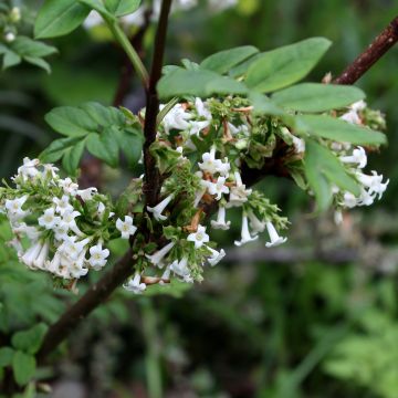Sulkasyreeni - Syringa pinnatifolia