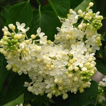 Pihasyreeni Primrose