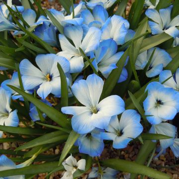 Tecophilaea cyanocrocus