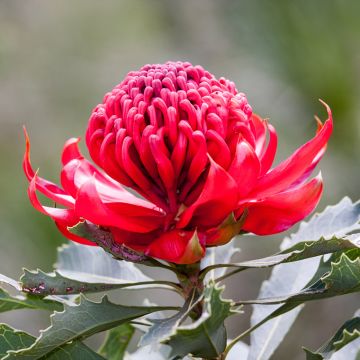 Telopea speciosissima Red Embers