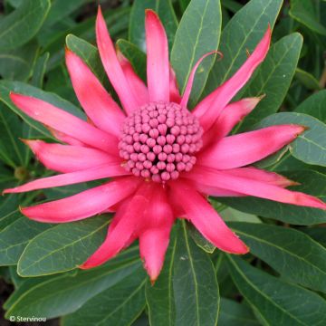 Telopea speciosissima Braidwood Brilliant