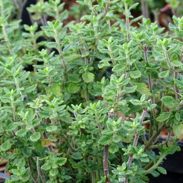 Tammiteurikka - Teucrium x lucidrys