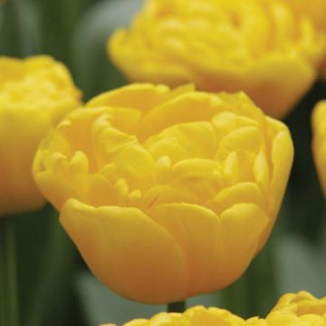 Myöhäinen kerrottu tulppaani Gold Fever