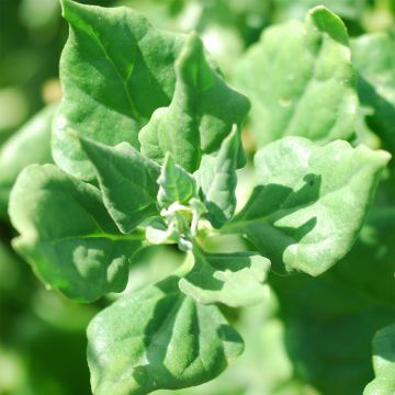 Lamopinaatti - Ferme de Sainte Marthe - Tetragonia tetragonioides