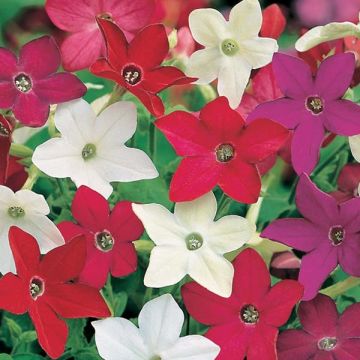 Valkotupakka Evening Fragance mix (siemenet)