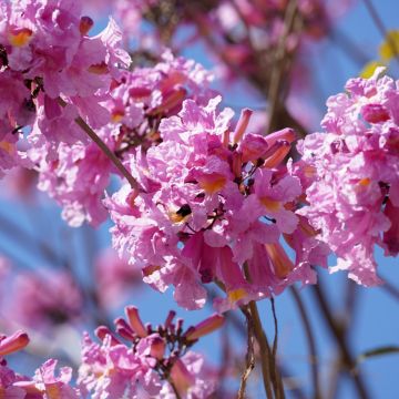 Jousisoihtupuu - Tabebuia impetiginosa