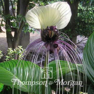 Tacca integrifolia Nivea (siemenet)