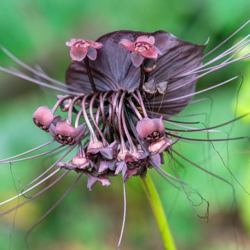 Tummaviiksikki - Tacca chantrieri