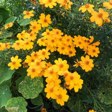 Ryhmäsamettikukka - Tagetes lemmonii
