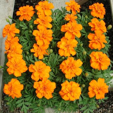 Ryhmäsamettikukka Queen Orange