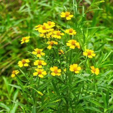 Rohtosamettikukka luomu - Tagetes lucida