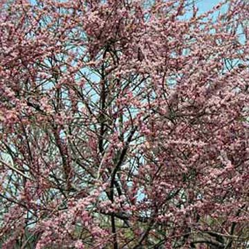 Syystamariski Pink Cascade