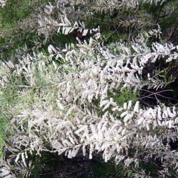 Syystamariski Hulsdonk White