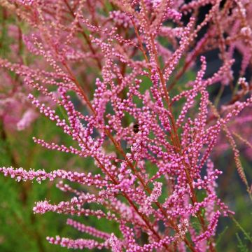 Syystamariski Rubra