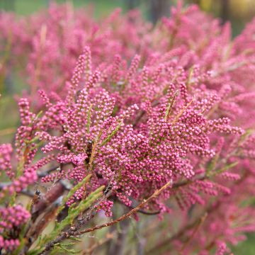 Ranskantamariski - Tamarix gallica