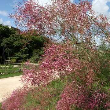 Syystamariski - Tamarix ramosissima