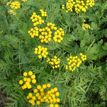 Pietaryrtti (siemenet) - Tanacetum vulgare