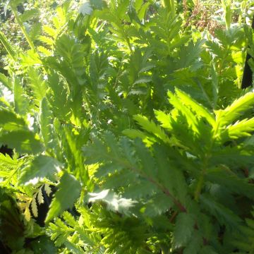 Pietaryrtti - Tanacetum vulgare