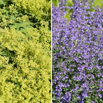Keltainen ja sininen -kukkamatto, poimulehti ja kissanminttu