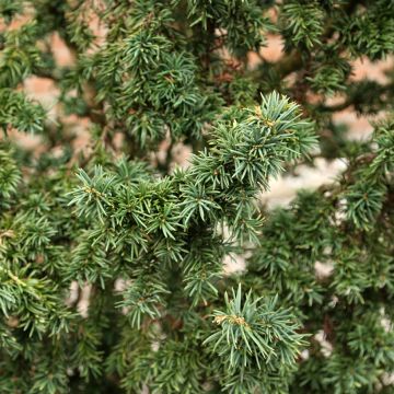 Euroopanmarjakuusi Cristata