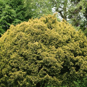 Euroopanmarjakuusi Elegantissima