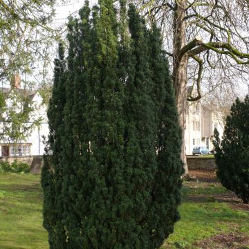 Euroopanmarjakuusi Fastigiata Robusta