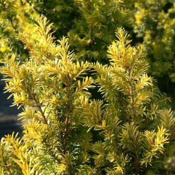 Euroopanmarjakuusi Kupfergold