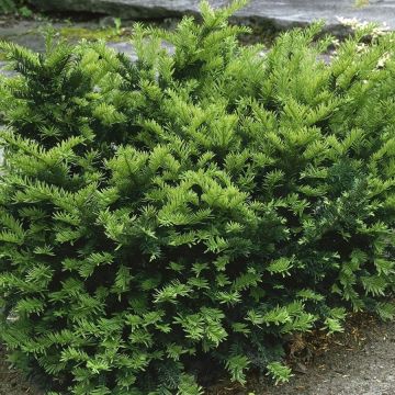 Kartiomarjakuusi Emerald Spreader