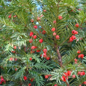 Euroopanmarjakuusi - Taxus baccata